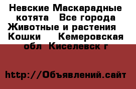 Невские Маскарадные котята - Все города Животные и растения » Кошки   . Кемеровская обл.,Киселевск г.